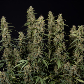 King Louis Autoflower (Zamnesia Seeds) feminized
