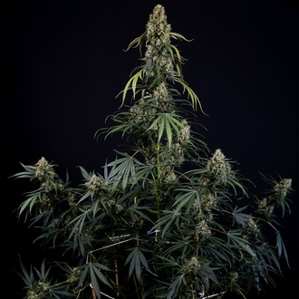 King Louis Autoflower (Zamnesia Seeds) feminized