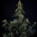 King Louis Autoflower (Zamnesia Seeds) feminized