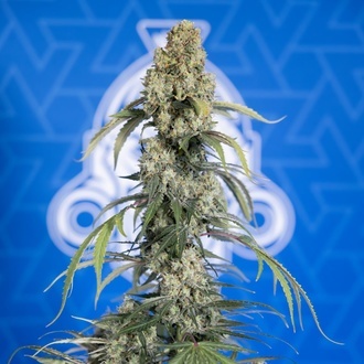 King Louis Autoflower (Zamnesia Seeds) feminized
