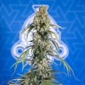 King Louis Autoflower (Zamnesia Seeds) feminized