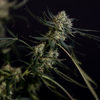 King Louis Autoflower (Zamnesia Seeds) feminized