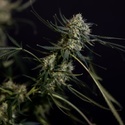 King Louis Autoflower (Zamnesia Seeds) feminized