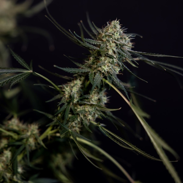 King Louis Autoflower (Zamnesia Seeds) feminized