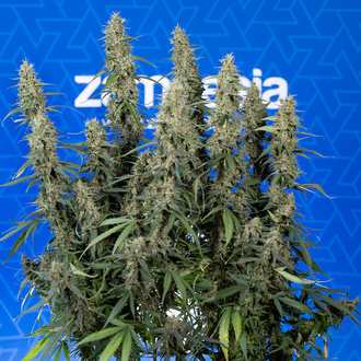 King Louis Autoflower (Zamnesia Seeds) feminized