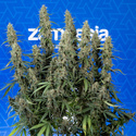 King Louis Autoflower (Zamnesia Seeds) feminized
