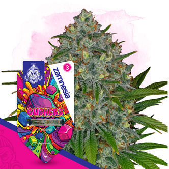 Gushers (Zamnesia Seeds) feminized