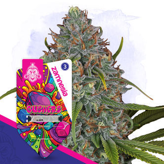 Gushers Autoflower (Zamnesia Seeds) feminized