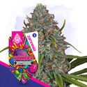 Gushers Autoflower (Zamnesia Seeds) feminized
