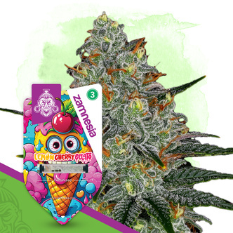 Lemon Cherry Gelato (Zamnesia Seeds) feminized