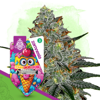 Lemon Cherry Gelato (Zamnesia Seeds) feminized