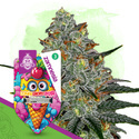 Lemon Cherry Gelato (Zamnesia Seeds) feminized