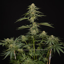 Lemon Cherry Gelato (Zamnesia Seeds) feminized