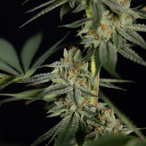 Lemon Cherry Gelato (Zamnesia Seeds) feminized