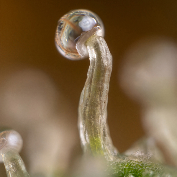 Lemon Cherry Gelato (Zamnesia Seeds) feminized