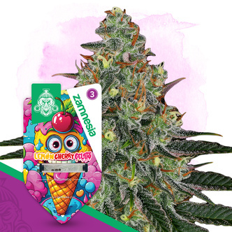 Lemon Cherry Gelato Autoflower (Zamnesia Seeds) feminized