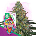 Lemon Cherry Gelato Autoflower (Zamnesia Seeds) feminized