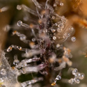 Jet Fuel (Zamnesia Seeds) feminized