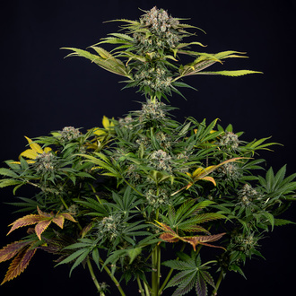 Jet Fuel (Zamnesia Seeds) feminized