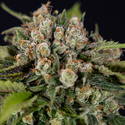 Jet Fuel (Zamnesia Seeds) feminized