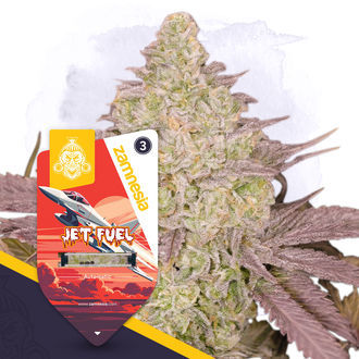 Jet Fuel Autoflower (Zamnesia Seeds) feminized