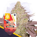 Jet Fuel Autoflower (Zamnesia Seeds) feminized