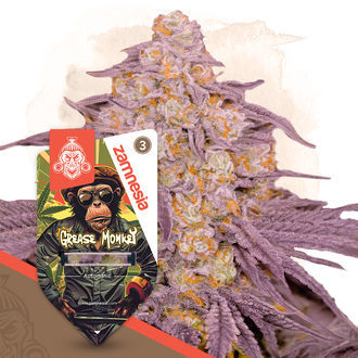 Grease Monkey Autoflower (Zamnesia Seeds) feminized
