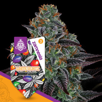 White Runtz Autoflower (Zamnesia Seeds) feminized