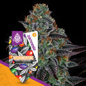 White Runtz Autoflower (Zamnesia Seeds) feminized