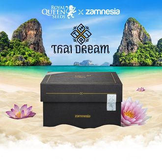 Thai Dream (Royal Queen Seeds x Zamnesia) feminized