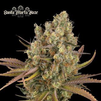 Santa Marta Haze Auto (Seedstockers) feminized