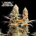 Triton Biscotto Lime (Seedstockers) feminized