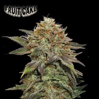 Fruit Cake (Seedstockers) feminized