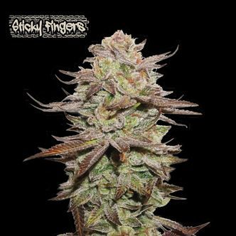 Sticky Fingers Auto (Seedstockers) feminized