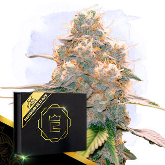 Godfeather OG F1 Autoflower (Zamnesia Seeds) feminized