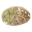 Abalone Shell