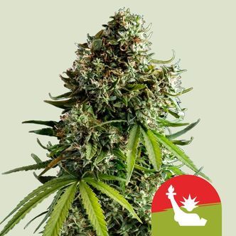NYC Sour D Autoflower (Royal Queen Seeds) Feminized