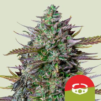 GOAT'lato Autoflower (Royal Queen Seeds) Feminized