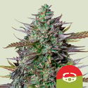 GOAT'lato Autoflower (Royal Queen Seeds) Feminized