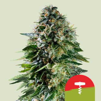 Corkscrew Autoflower (Royal Queen Seeds) Feminized