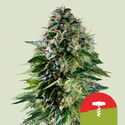 Corkscrew Autoflower (Royal Queen Seeds) Feminized