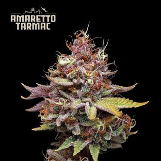 Amaretto Tarmac (Seedstockers) feminized