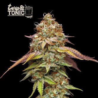 Terp & Tonic (Seedstockers) feminized