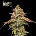 Terp & Tonic (Seedstockers) feminized