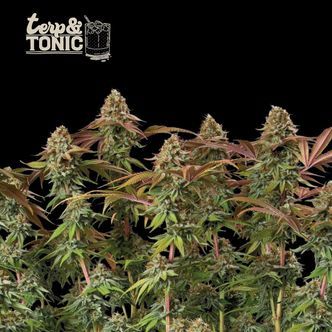 Terp & Tonic Auto (Seedstockers) feminized