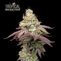 Tropical Zmoothie (Seedstockers) feminized