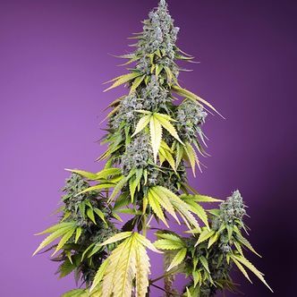 Jet Fuel Mandarine XL Auto (Sweet Seeds) feminized
