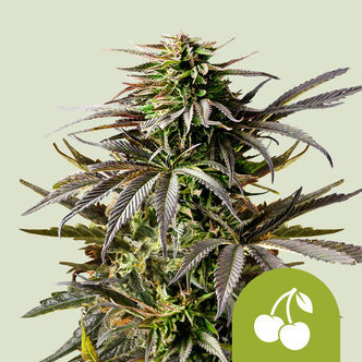 Cherry Pie Autoflower (Royal Queen Seeds) Feminized