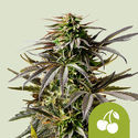 Cherry Pie Autoflower (Royal Queen Seeds) Feminized