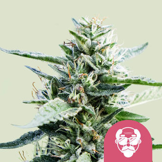 Granddaddy Purple (Royal Queen Seeds) feminized